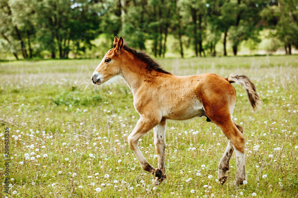 a small red-haired foal stands in a field in the background of a forest a small red-haired foal stands in a field in the background of a forest