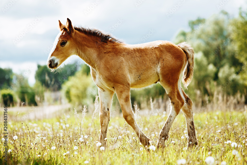 The picture shows a small foal,a field,grass,sky.Foal grazing in the meadow. The picture shows a small foal,a field,grass,sky.Foal grazing in the meadow.