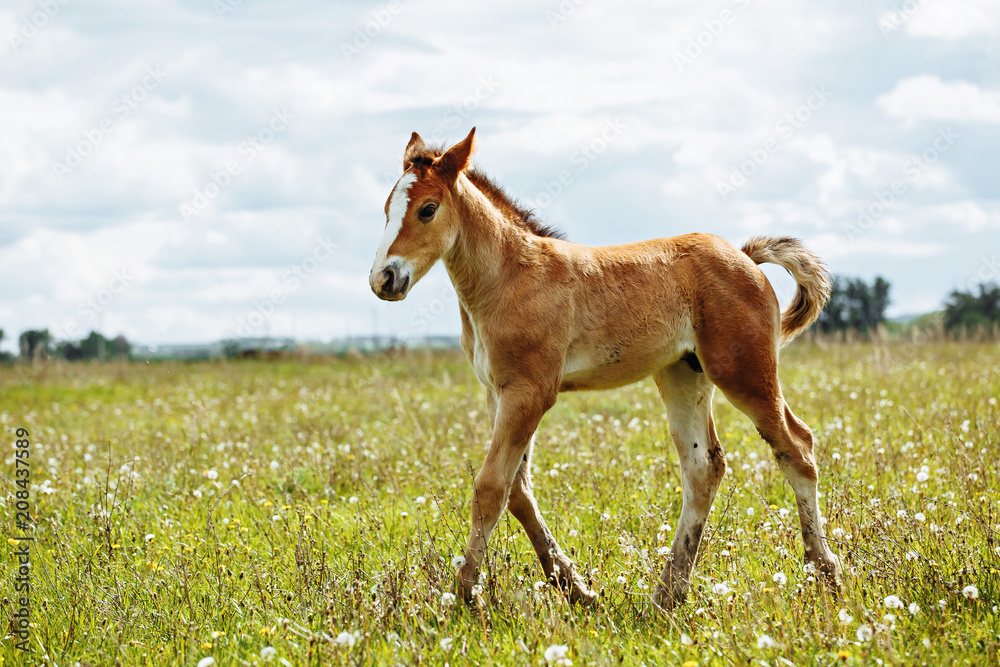 a small red-haired foal stands in a field in the background of a forest a small red-haired foal stands in a field in the background of a forest