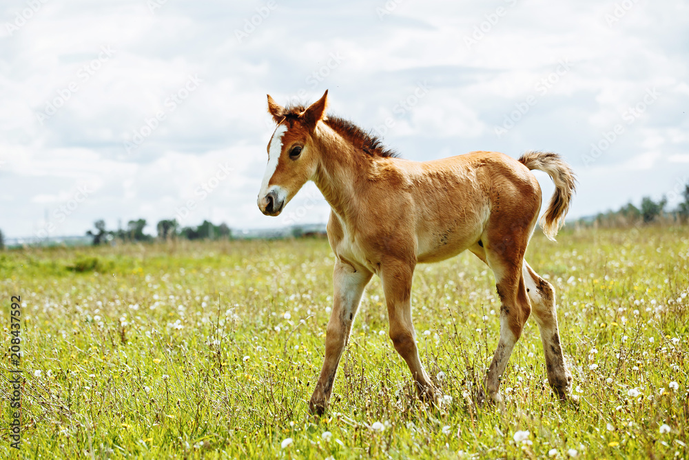 a small red-haired foal stands in a field in the background of a forest a small red-haired foal stands in a field in the background of a forest