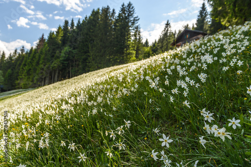 Field with white poet's narcissus and green juicy grass on a spring sunny day.Blaa-Alm, Styria, Austria. photo