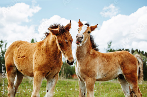 two baby foals are playing on a field