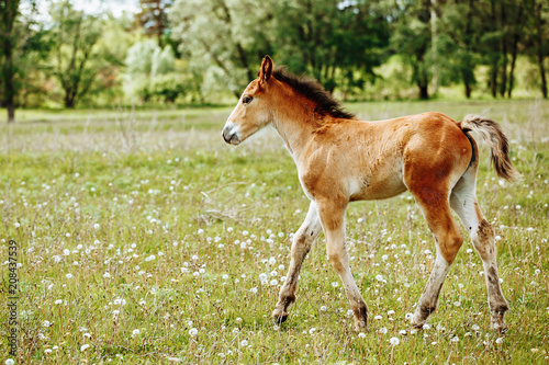 a small red-haired foal stands in a field in the background of a forest