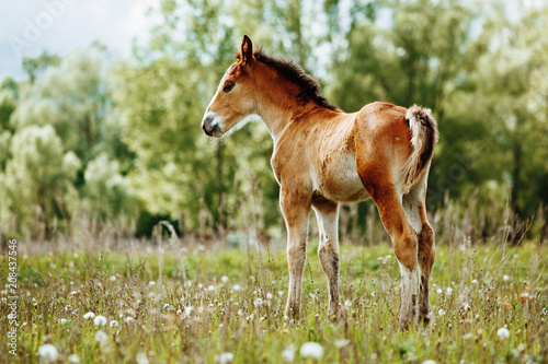 Fototapeta Naklejka Na Ścianę i Meble -  The picture shows a small foal,a field,grass,sky.Foal grazing in the meadow.