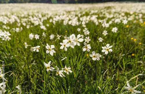 Field with white poet s narcissus and green juicy grass on a spring sunny day.Blaa-Alm  Styria  Austria.
