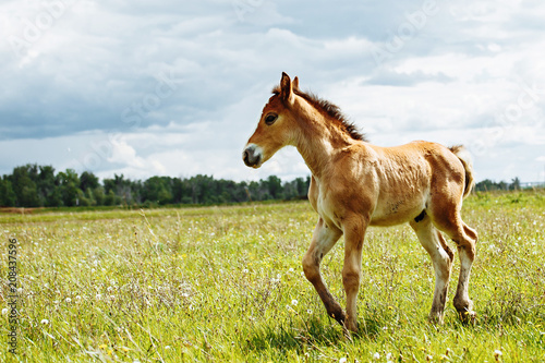 Fototapeta Naklejka Na Ścianę i Meble -  a small red-haired foal stands in a field in the background of a forest