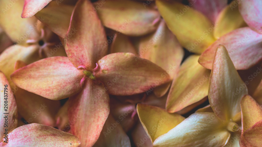 Fototapeta premium closeup of stack of beautiful flower with soft color. natural background