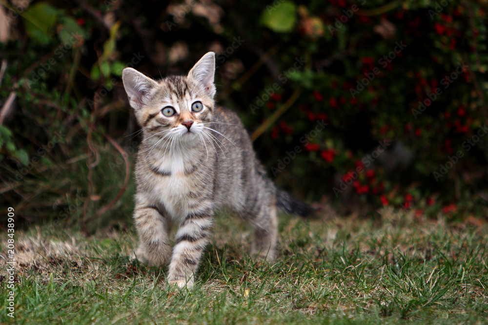 Small gray European Shorthair cat photographed while playing

