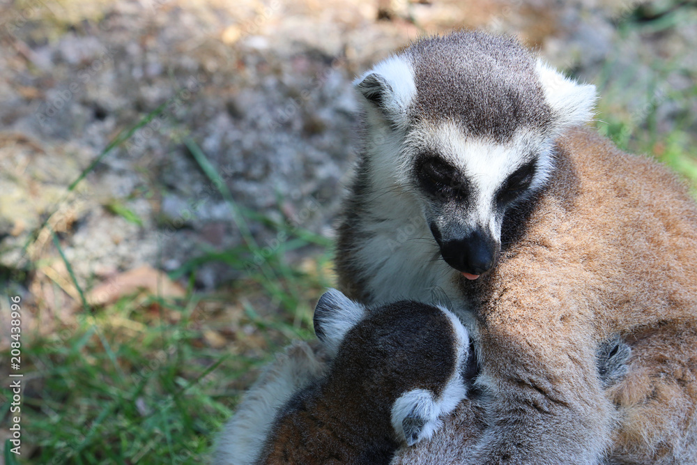 Obraz premium monkey