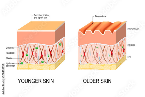 skin aging. difference between the skin of a young and elderly person photo