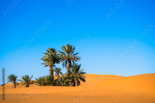 Vászonkép Landscape with palm trees in a desert with sand dunes and blue sky