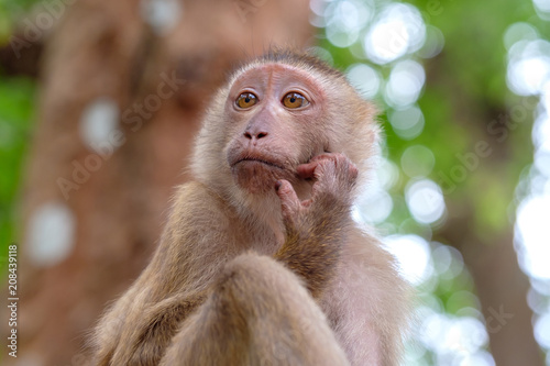 Portrait of wild monkey in forest. Close up view. © SSV-Photo