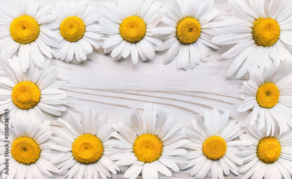 Natural frame. Chamomile flowers on white wooden background. Copy space, top view.