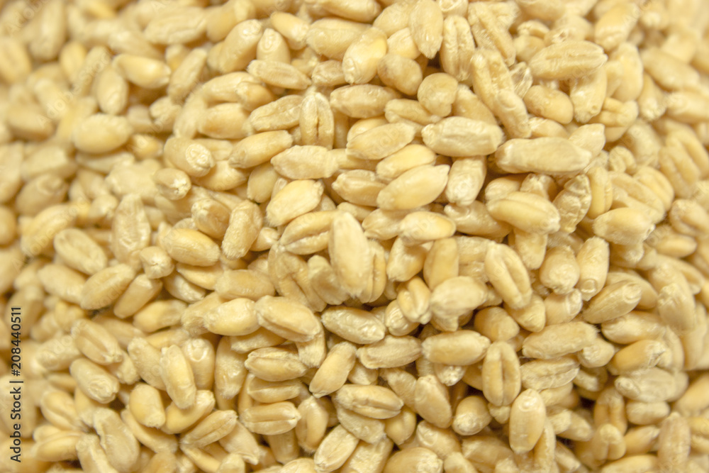 Background of winter wheat kernels.Lots of grain. Background of winter wheat kernels.Lots of grain.
