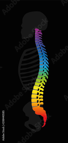 Vertebral column. Rainbow colored backbone. Colorful spine and gray skeleton, symbolic for healthy vertebras. Isolated vector illustration on black background.