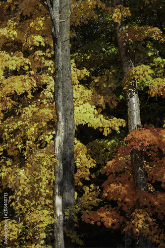 Brilliant colors of roadside fall foliage in New England