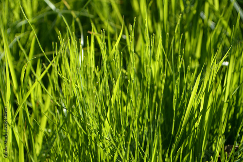 Green grass in the light of the sun. Natural background