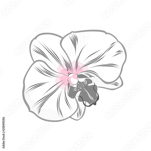 Monochrome orchid flower painted by hand. Element for design and creativity.