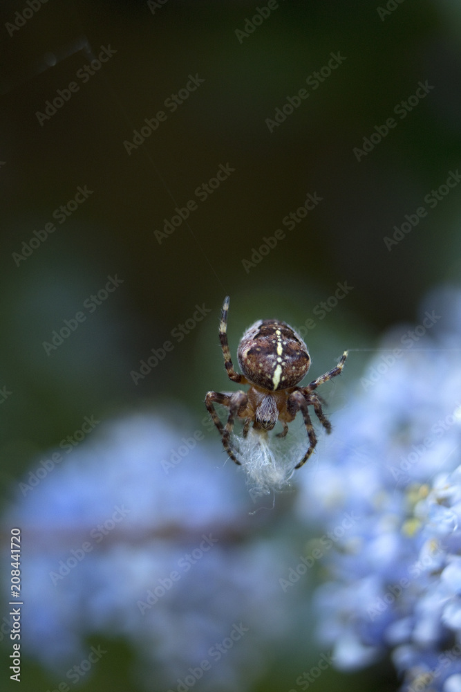 Garden spider Araneus diadematus Garden spider Araneus diadematus
