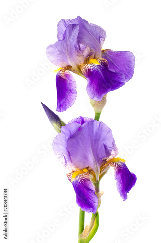 Iris purple garden isolated on white background