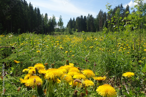 Dandelions