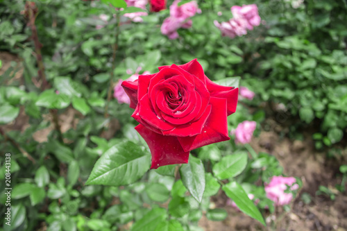 Blossoming roses in nature