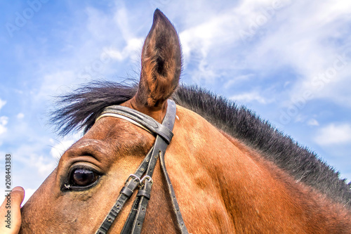 The laughing horse against the background of the summer sky