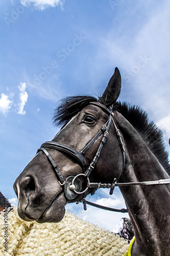 Head of a horse against the sky