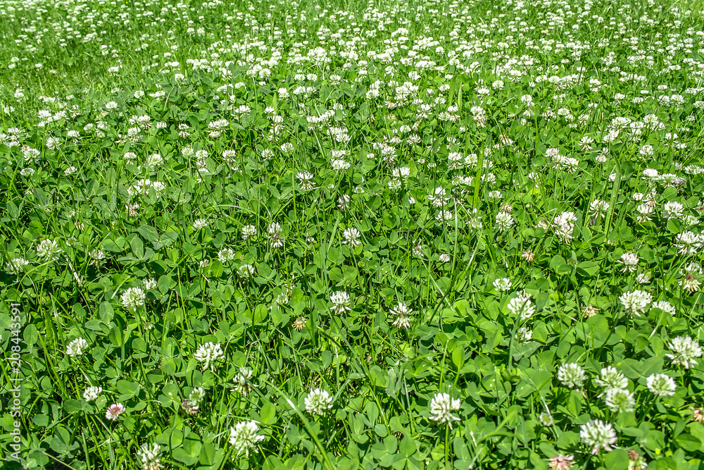 As clover lawn As clover lawn