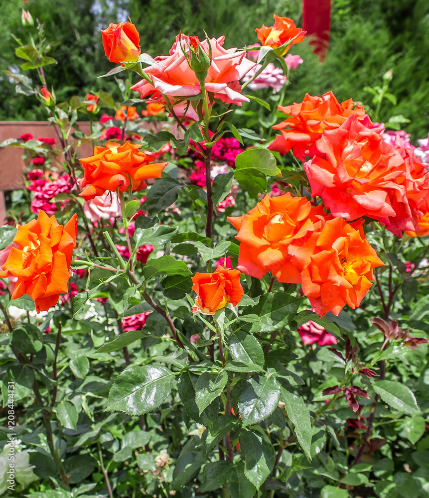 Orange roses in nature Orange roses in nature