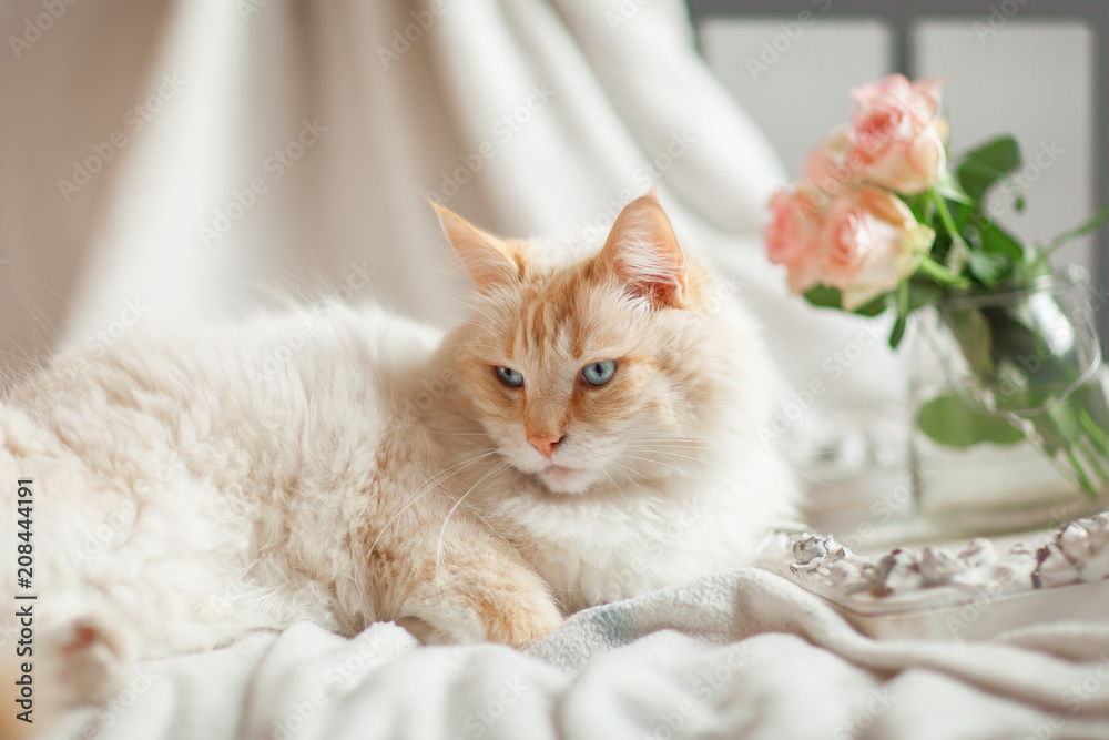 beautiful cat with blue eyes lies on the bed and relaxes