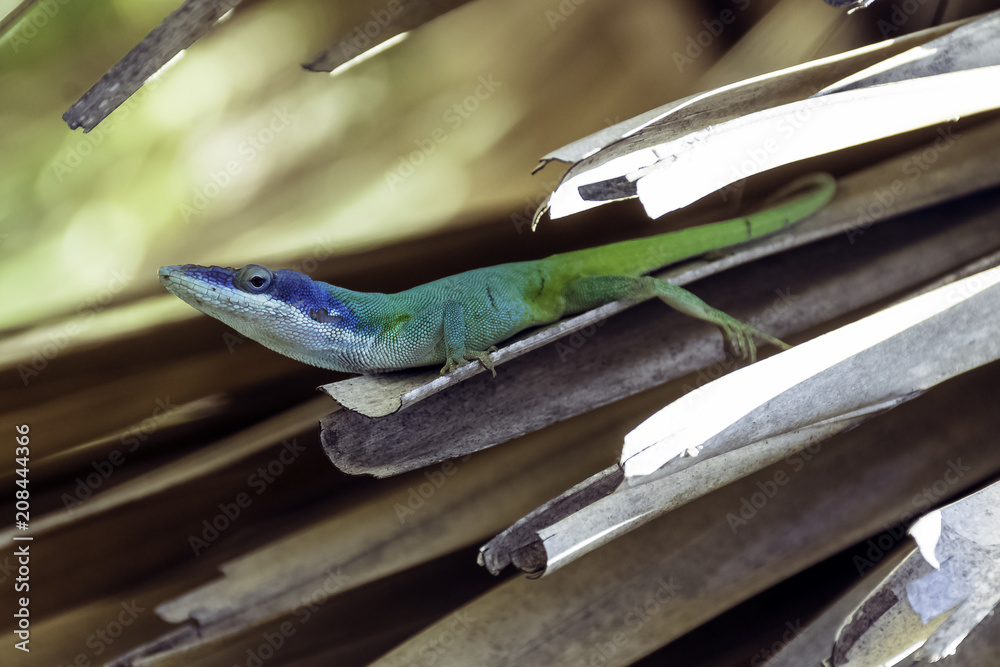 Cuban male lizard Allison's Anole (Anolis allisoni), also known as the blue-headed anole - Varadero, Cuba Cuban male lizard Allison's Anole (Anolis allisoni), also known as the blue-headed anole - Varadero, Cuba