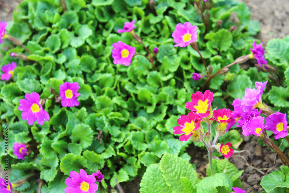 Primrose growing in the garden. Close-up. Background. Primrose growing in the garden. Close-up. Background.
