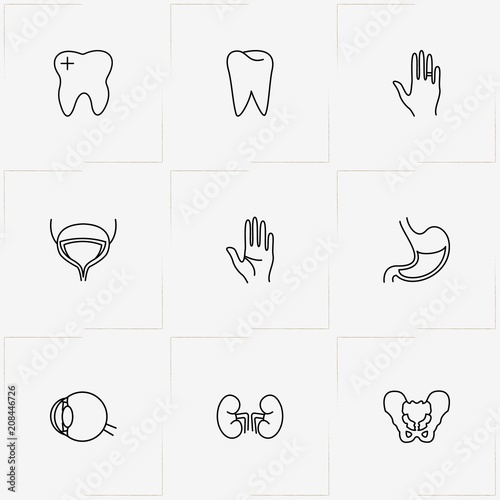 Human Anatomy line icon set with eye, stomach  and pelvis
