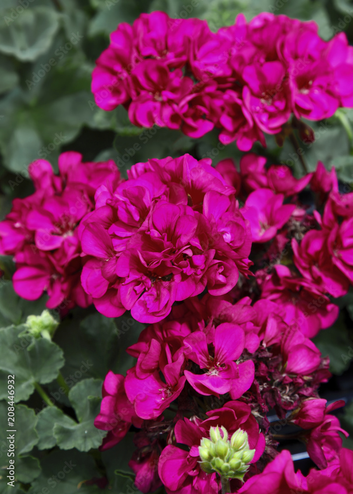Bunch of Pink Geranmiums Bunch of Pink Geranmiums
