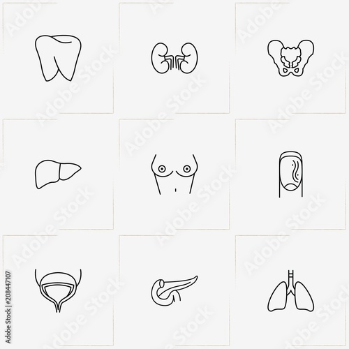 Human Anatomy line icon set with nail , liver  and teeth root