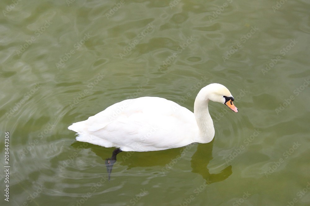 White swan floating on a pond. Close-up. Background. White swan floating on a pond. Close-up. Background.