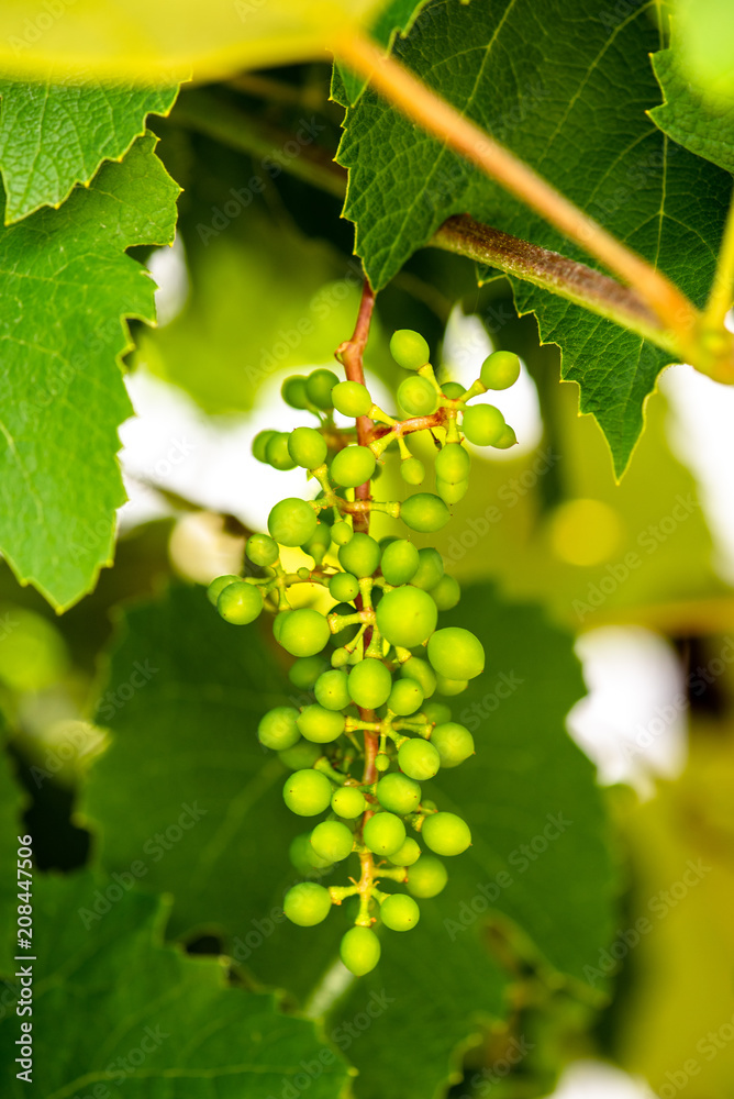 Fototapeta premium Green bunch of grapes