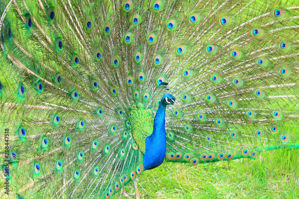 Obraz premium A beautiful peacock with an opening tail. Close-up. Background.