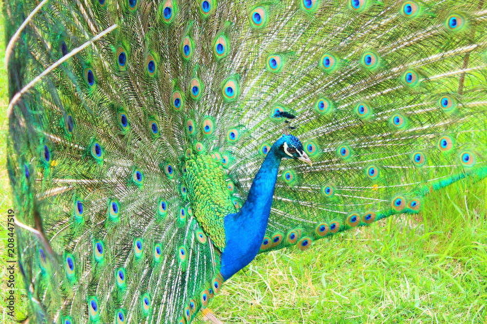 Obraz premium A beautiful peacock with an opening tail. Close-up. Background.