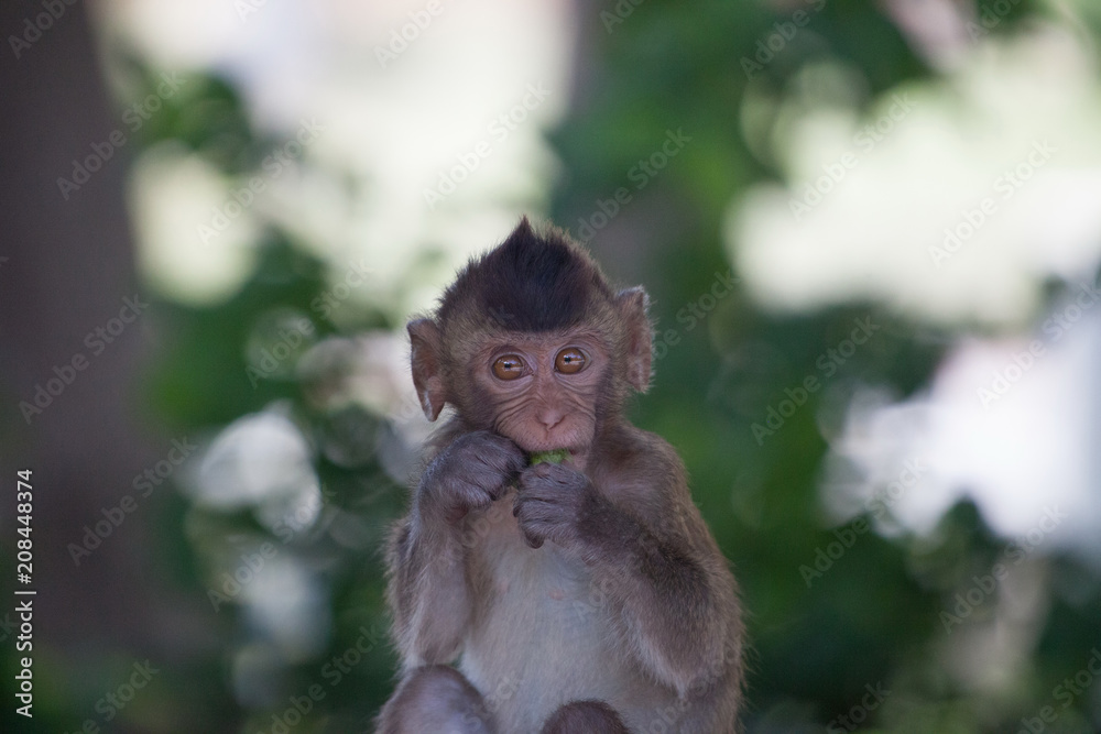 Fototapeta premium 可愛いサル