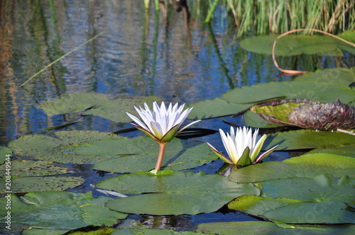 Foto The African flowers. Namibia