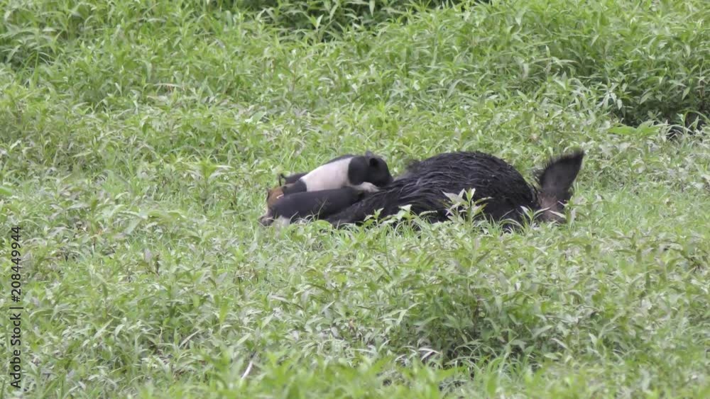 Wild boar mother feeding her piglets in Florida wetlands Wild boar mother feeding her piglets in Florida wetlands