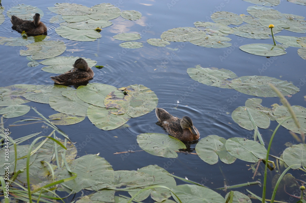 pond duck lake pond duck lake