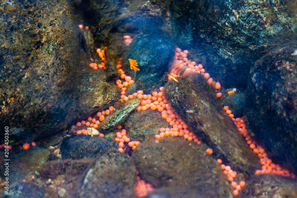 Naklejka premium Salmon Eggs in the Adams River, BC, Canada