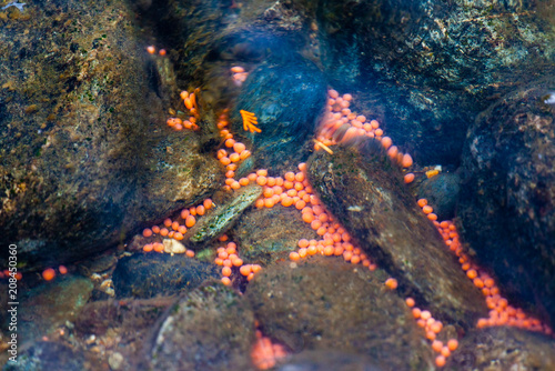 Salmon Eggs in the Adams River, BC, Canada photo