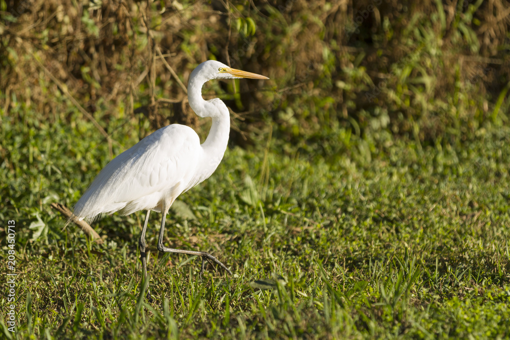 White heron in the forest. White heron in the forest.