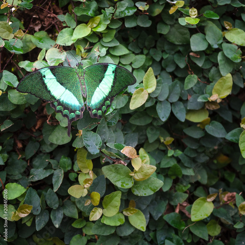 Green and white butterfly resting on a bush of green leaves.