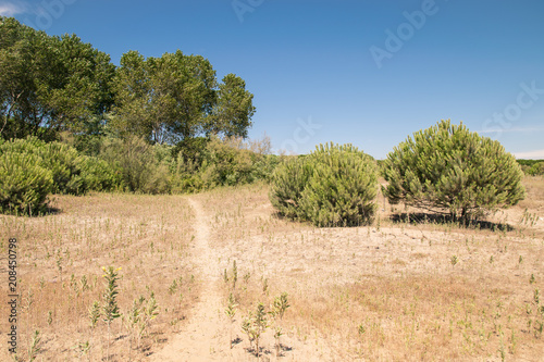 Typical Mediterranean vegetation composed of bushes and shrubs near the beaches of Sardinia, Italy.