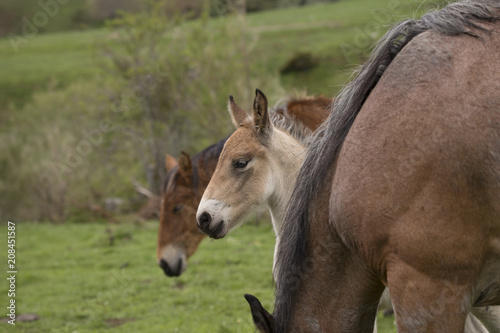 Wild foal and horses